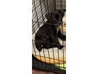 Adopt Nova a Black - with White Labrador Retriever / Mixed dog in Stone