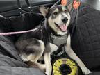 Adopt Tony a Black - with Tan, Yellow or Fawn Husky / Mixed dog in Houston