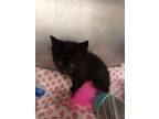 Adopt Black Panther a Domestic Shorthair / Mixed (short coat) cat in Angola