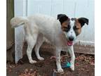 Adopt ZANNA a Australian Cattle Dog / Mixed dog in Lebanon, CT (39858042)