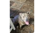 Adopt Penny a Brown/Chocolate American Pit Bull Terrier / Mixed dog in