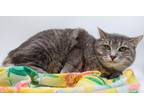 Adopt Juna a Gray, Blue or Silver Tabby Domestic Shorthair / Mixed cat in