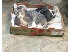 Adopt Ross a Gray, Blue or Silver Tabby Tabby / Mixed (short coat) cat in
