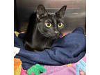 Adopt Jalyn a All Black Domestic Shorthair / Domestic Shorthair / Mixed cat in