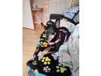 Adopt Mia a Black Miniature Pinscher / Mixed dog in Spring Hill, FL (41323477)