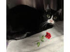 Adopt Sammy Lou a All Black Domestic Shorthair / Domestic Shorthair / Mixed cat