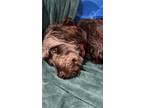 Adopt Belle a Brown/Chocolate - with White Labradoodle / Mixed dog in