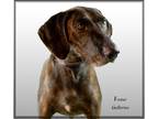 Adopt Hank a Brindle Plott Hound / Mixed dog in Willington, CT (39927472)
