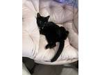 Adopt Tini a All Black Domestic Shorthair / Mixed (short coat) cat in Arlington