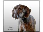 Adopt Hank a Brindle Plott Hound / Mixed dog in Harrisburg, PA (40087261)