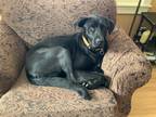 Adopt Opal a Black Labrador Retriever / Mixed dog in Pellston, MI (41080824)