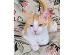 Adopt 6648 Taco a Orange or Red (Mostly) Domestic Shorthair / Mixed (short coat)