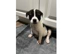 Adopt Jolt a Black - with White Mixed Breed (Medium) dog in New York