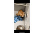 Adopt Happy a Orange or Red Domestic Shorthair / Mixed Breed (Medium) / Mixed
