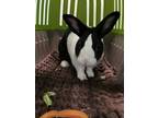 Adopt Lea - ADOPTION PENDING! a Multi Dutch / Mixed (short coat) rabbit in