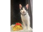 Adopt Taco - CN a Domestic Shorthair / Mixed (short coat) cat in Cross Anchor