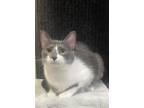 Adopt Smudge - CN a White (Mostly) Domestic Shorthair / Mixed (short coat) cat