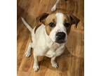 Adopt Copper a White - with Brown or Chocolate American Staffordshire Terrier /