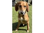 Adopt Copper a Tricolor (Tan/Brown & Black & White) Beagle dog in Charleston