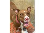 Adopt Allie a Red/Golden/Orange/Chestnut - with White Staffordshire Bull Terrier