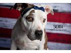 Adopt Sierra a Tricolor (Tan/Brown & Black & White) Labrador Retriever / Pointer
