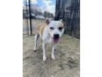 Adopt Sugar a White American Pit Bull Terrier / Mixed dog in Augusta