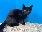 Adopt Astoria a All Black Domestic Shorthair (short coat) cat in Powell