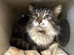 Adopt Mikey a Brown Tabby Domestic Longhair (long coat) cat in Powell