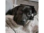 Adopt Ophelia a Black - with White American Pit Bull Terrier / Mixed dog in