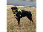 Adopt Lulu a Black - with Tan, Yellow or Fawn Rottweiler / Mixed dog in
