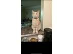 Adopt Chunk a Orange or Red Domestic Shorthair / Mixed (short coat) cat in