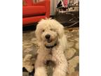 Adopt Jeeper a White Bichon Frise / Poodle (Miniature) / Mixed dog in