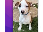 Adopt Mateo a White - with Brown or Chocolate Australian Cattle Dog / Parson