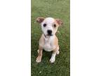 Adopt May a Red/Golden/Orange/Chestnut - with White Cattle Dog / Parson Russell