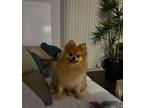 Adopt Winston a Red/Golden/Orange/Chestnut - with White Pomeranian / Mixed dog