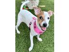 Adopt Maya a White - with Red, Golden, Orange or Chestnut Parson Russell Terrier