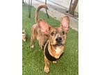 Adopt Harper a Brindle Corgi / Dachshund / Mixed dog in Santa Barbara