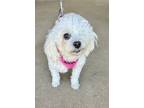 Adopt Gracie Joy a White Poodle (Miniature) / Mixed dog in Santa Barbara