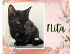 Adopt Nita a Black (Mostly) Domestic Shorthair / Mixed cat in Hamilton