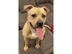 Adopt Cealo a Tan/Yellow/Fawn American Pit Bull Terrier / Mixed dog in
