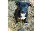 Adopt Puppies 5 ea a Brown/Chocolate - with Black Mixed Breed (Medium) / Dutch