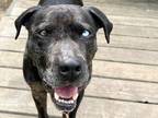 Adopt Toby a Brindle Mixed Breed (Medium) / Mixed dog in Georgetown
