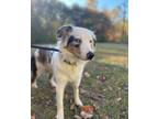 Adopt Frankie a Merle Australian Terrier / Mixed dog in Arden, NC (41322949)