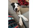 Adopt Oscar a Black - with White American Pit Bull Terrier / Mixed dog in