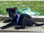 Adopt Oscar de la Renta a Black - with White Labrador Retriever / Retriever