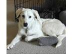 Adopt Stetson a White Russian Wolfhound / Retriever (Unknown Type) / Mixed dog