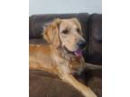 Adopt Winnie a Tan/Yellow/Fawn Golden Retriever / Mixed dog in Salisbury