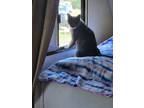 Adopt Winx a Gray or Blue Tabby (medium coat) cat in Albuquerque, NM (40353043)