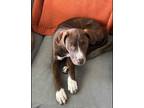 Adopt Lorelei a Brown/Chocolate - with White Labrador Retriever / Retriever