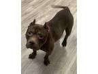 Adopt Lava Cake Latte a Brown/Chocolate American Staffordshire Terrier /